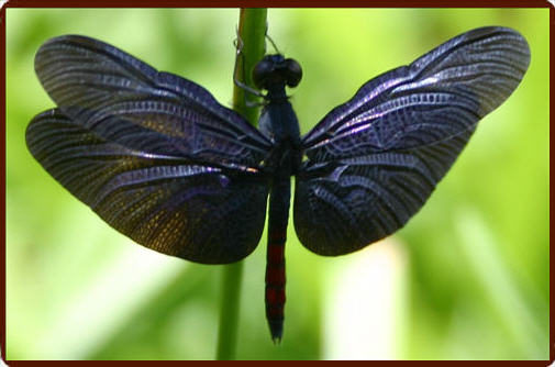 Pantanal butterfly