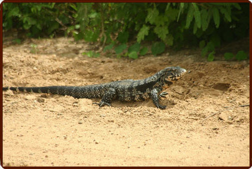 Lizzard in the Pantanal