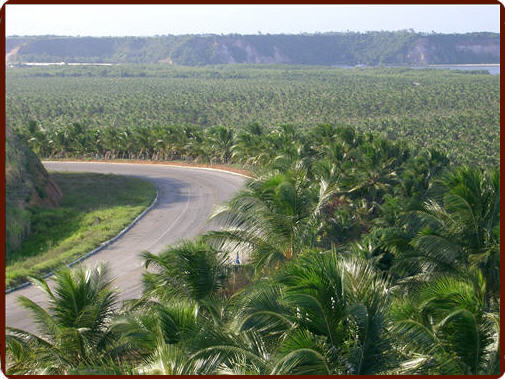 Coconut trees close to Maceio