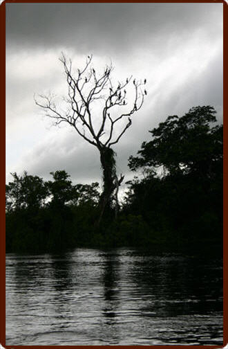 Pantanal Picture
