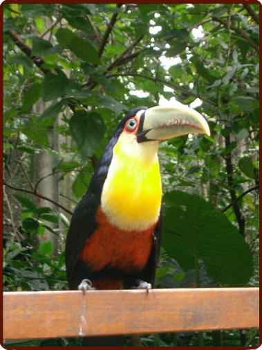 Tucan at Bird's Park in Iguazu